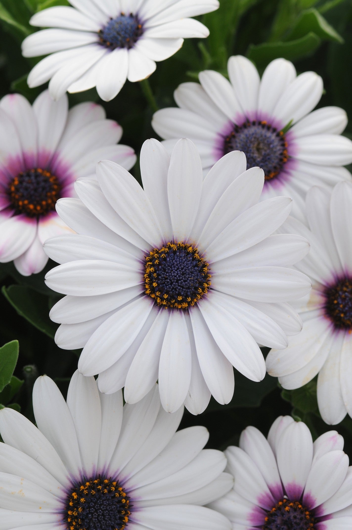 Dimorphothica White King(Osteospermum)