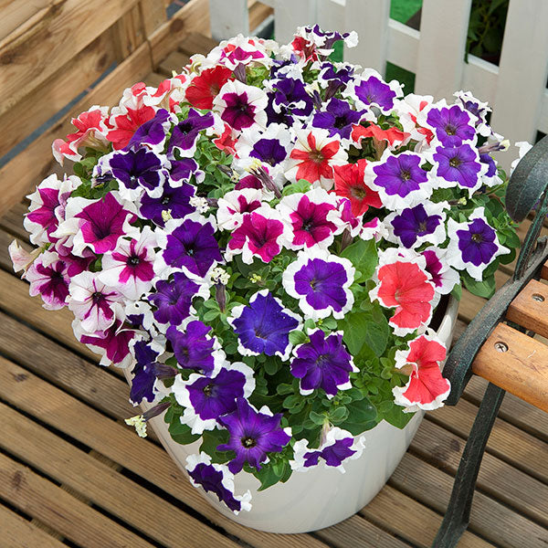 Petunia Mixed