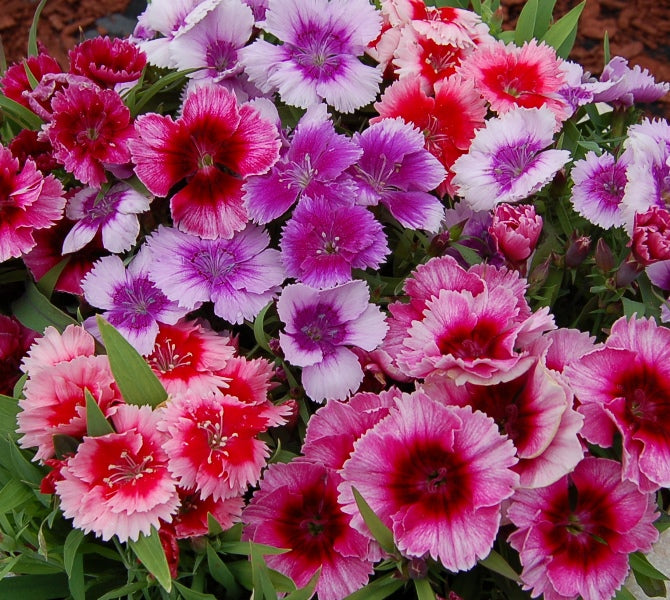 Dianthus Baby Doll(Cheddar pinks, Clove pinks, Gilly flower pinks)