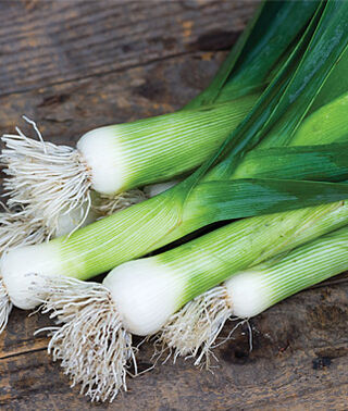 Leek Seeds