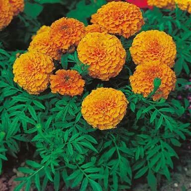 Marigold Gulza.Fri Orange