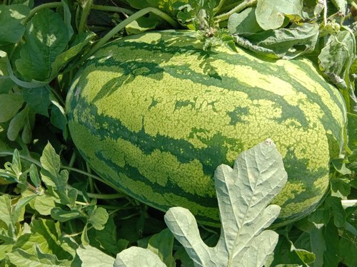 Watermelon Striped Oval Seeds