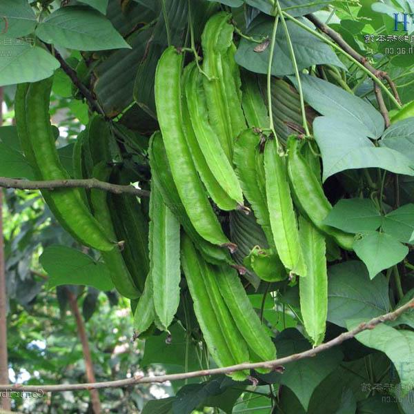 Winged bean(Revathy)