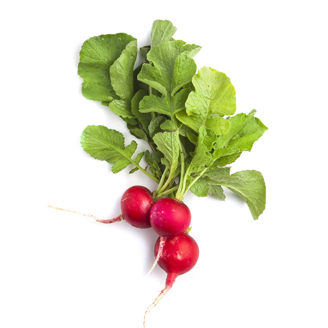Radish - Red