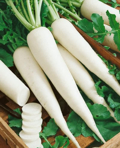 Radish -Snow White