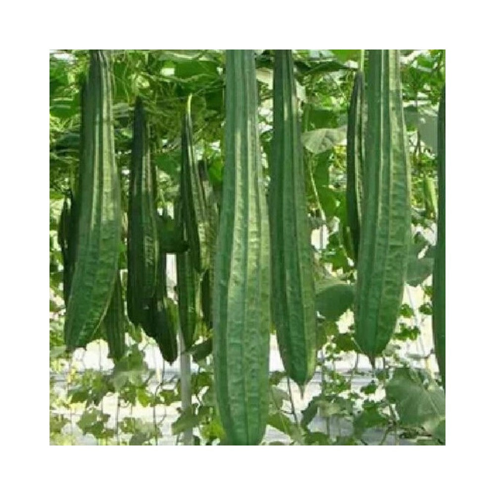 Ridge Gourd