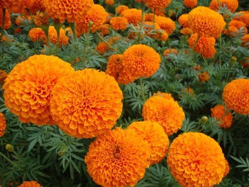 Marigold Hawaii Orange