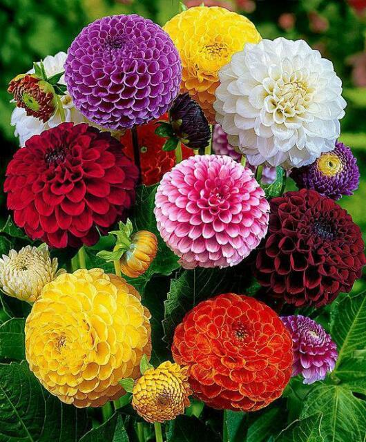 Dahlia Pompon Mixed