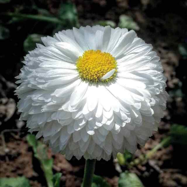 Daisy Monstrosa Double White