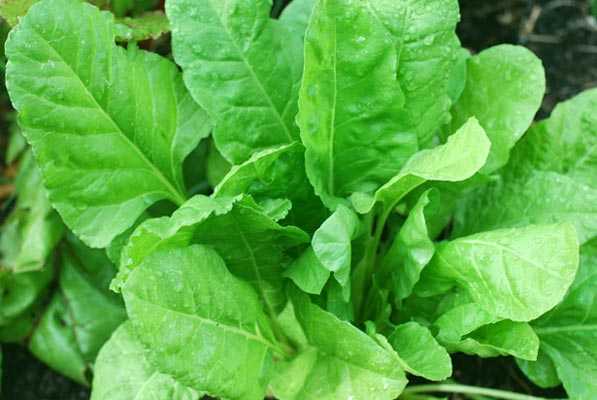 Palak cheera