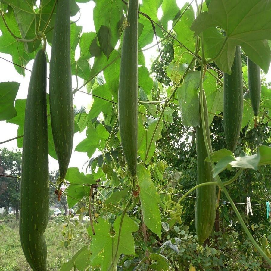 Sponge Gourd Dark Seeds