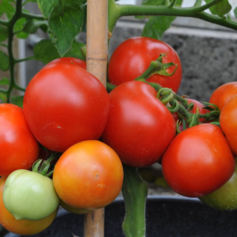 Tomato - Money maker