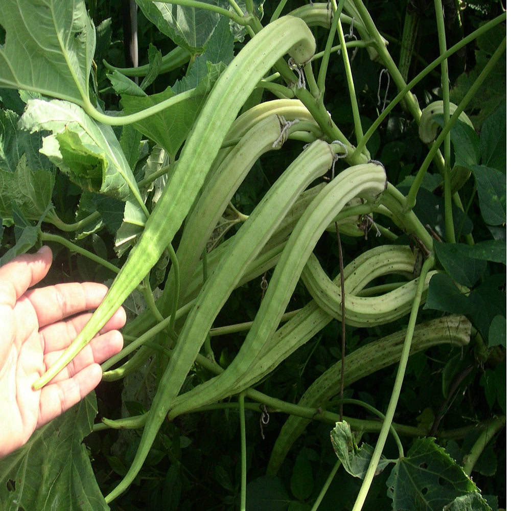 Elephent Tusk Okra Seeds Vegetable Seeds