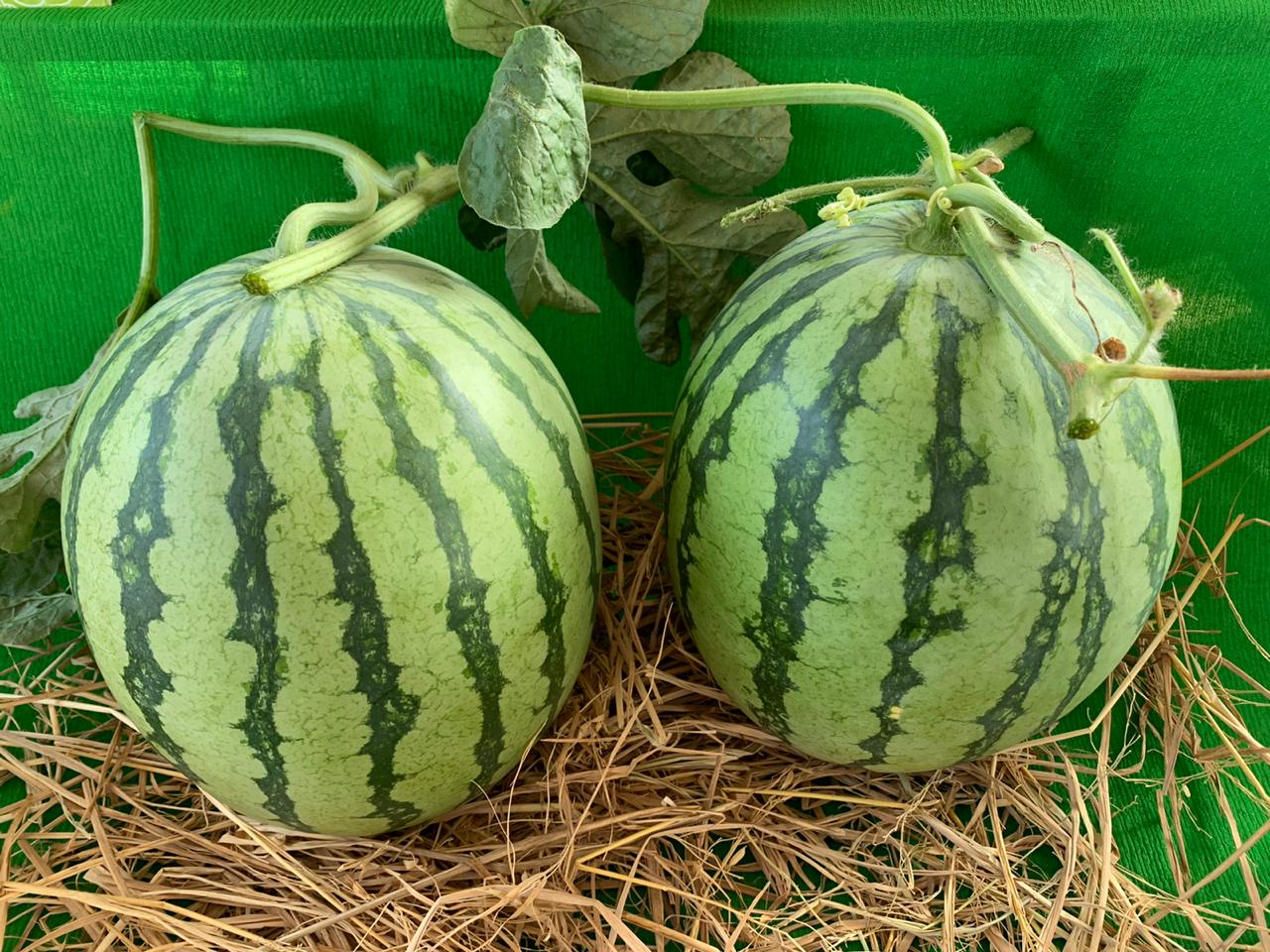 Watermelon - Round Black Seeds