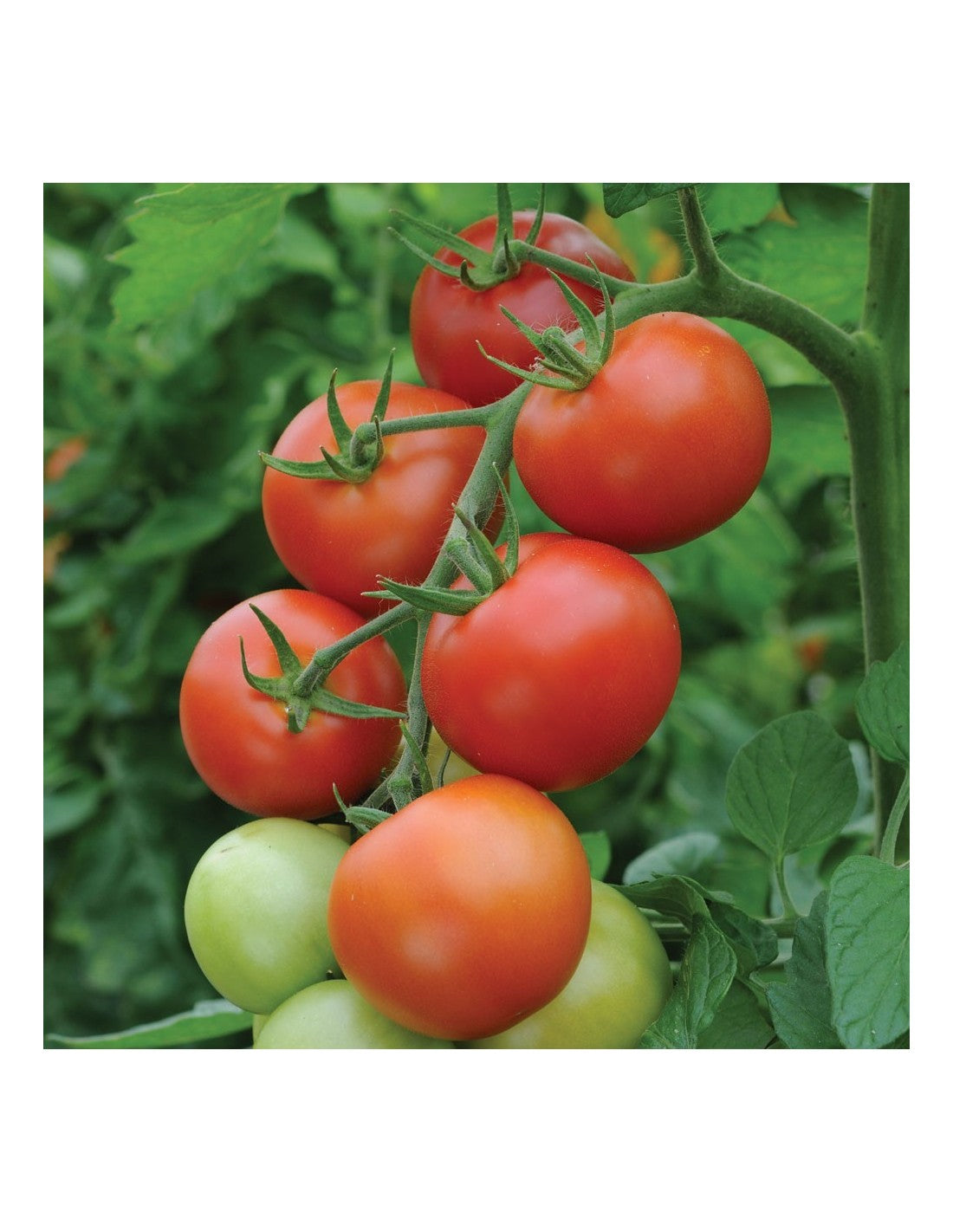 Tomato - Money maker