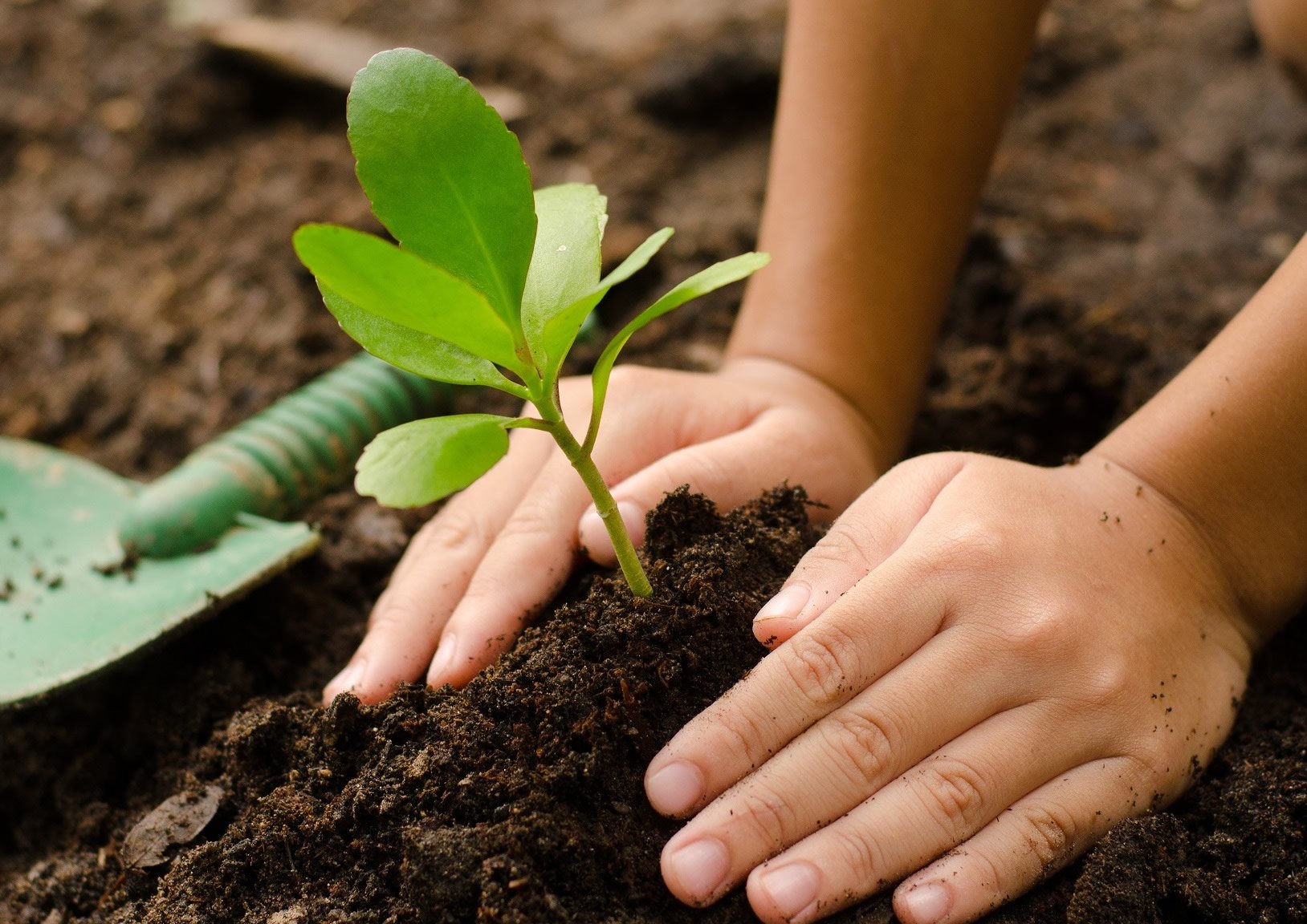 Vermi Compost Powder -Natural Plant Nutrient For Home Gardens And Potting Mix