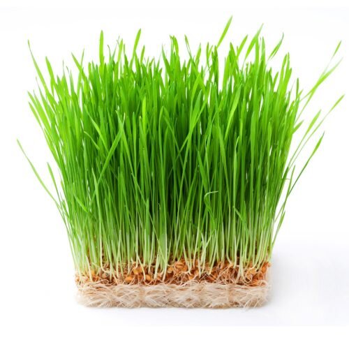 Wheatgrass Microgreens Seeds