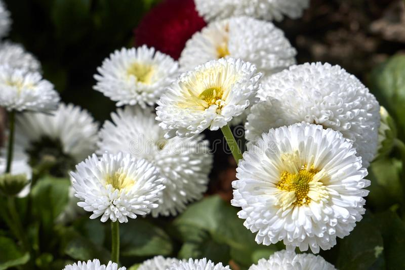 Daisy Monstrosa Double White