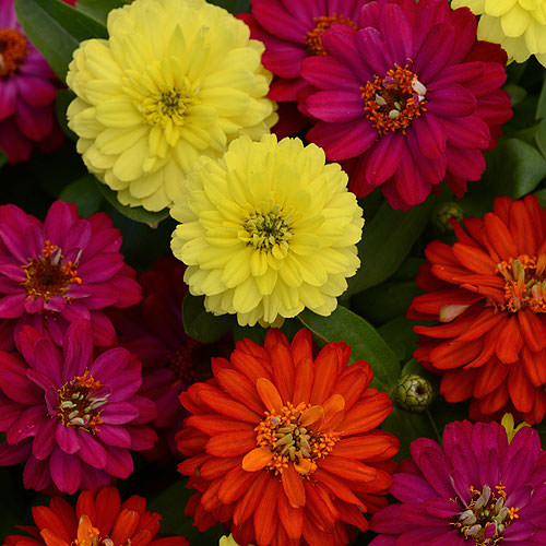 Dahlia Beauty mixed
