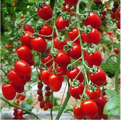 Cherry Tomato  Seeds