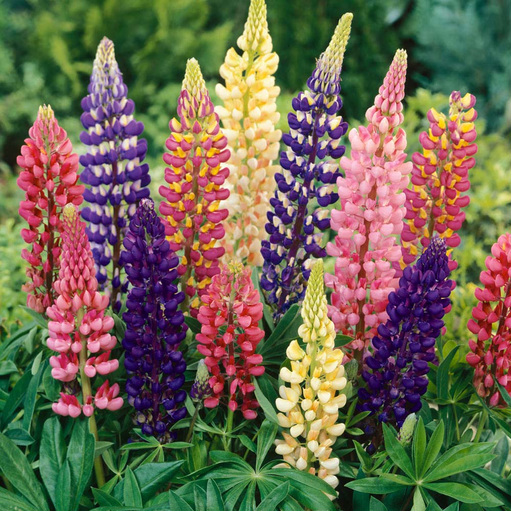 Lupin Pixie Delight Dwarf