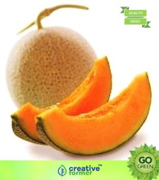 Musk Melon Golden (Orange Flesh) Seeds