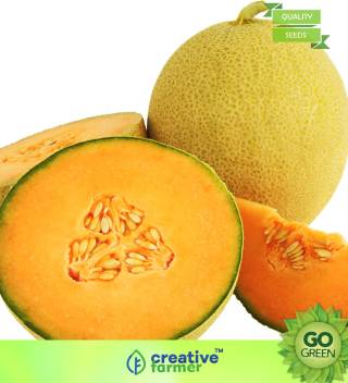 Musk Melon Golden (Orange Flesh) Seeds