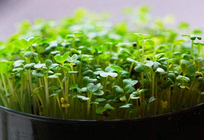 Green Mustard Microgreens Seeds