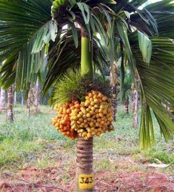 Live Plant Palm Tree Arecanut Mangala Ornamental/Fruit Producting (1 Healthy Live Fruit Nut Plant)