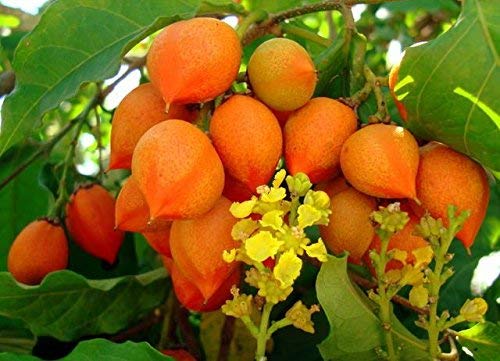 Exotic Plant Sweet Peanut Butter Rare Dwarf Bunchosia Glandulifera Tree in Polybag for Balcony Garden Plant(1 Healthy Live Plant)