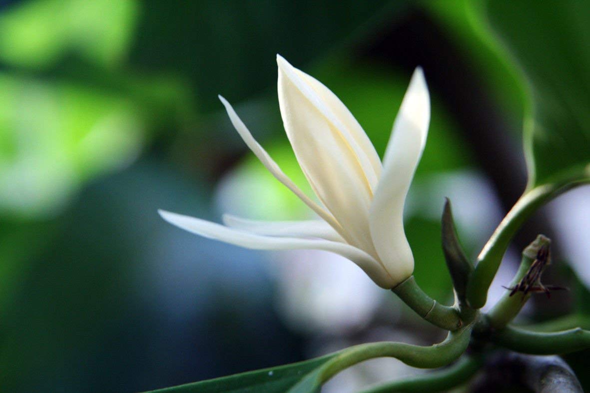 Live Exotic Flower Plant Magnolia Alba White Chemapak Michelia Alba/Magnolia Champaca (White Flowers) Office/Home Garden Plant(1 Healthy Live Plant)