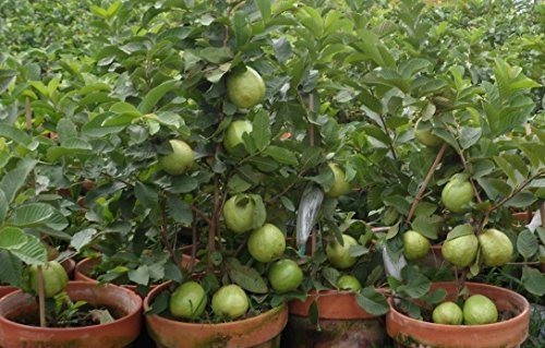 M-Tech Gardens 1 Healthy Rare Live Plant ' Dwarf Guava ' psidium guajava Small Size Plant