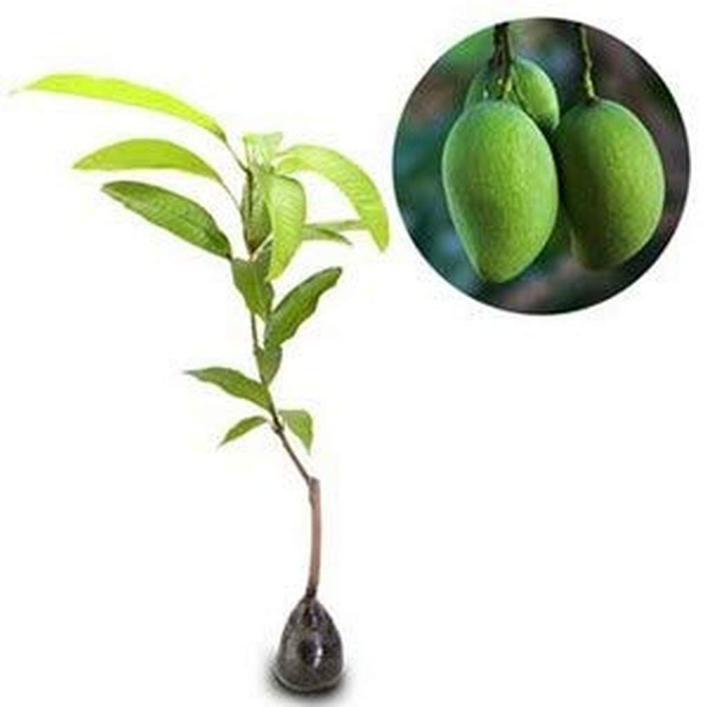 Live Plant Mango Priyur Mangoes Very Sweet For Balcony Garden Plant(1 Healthy Live Plant)