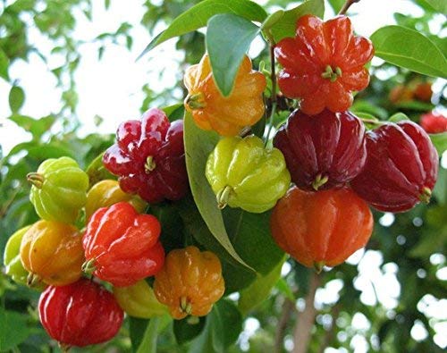 Live Plant Gardens Rare Malpighia Emarginata Barbados Cherry Fruit Indoor Plant for (1 Healthy Live Sweet Fruit Plant)