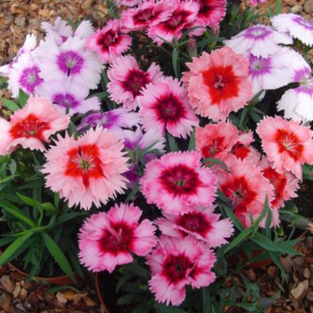 Dianthus Baby Doll(Cheddar pinks, Clove pinks, Gilly flower pinks)