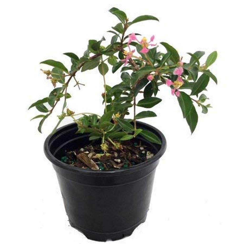 Live Plant Wi Cherry Sweet Fruit Barbados 1 Small-Sized Berries Garden Plant (1 Healthy Live Plant)