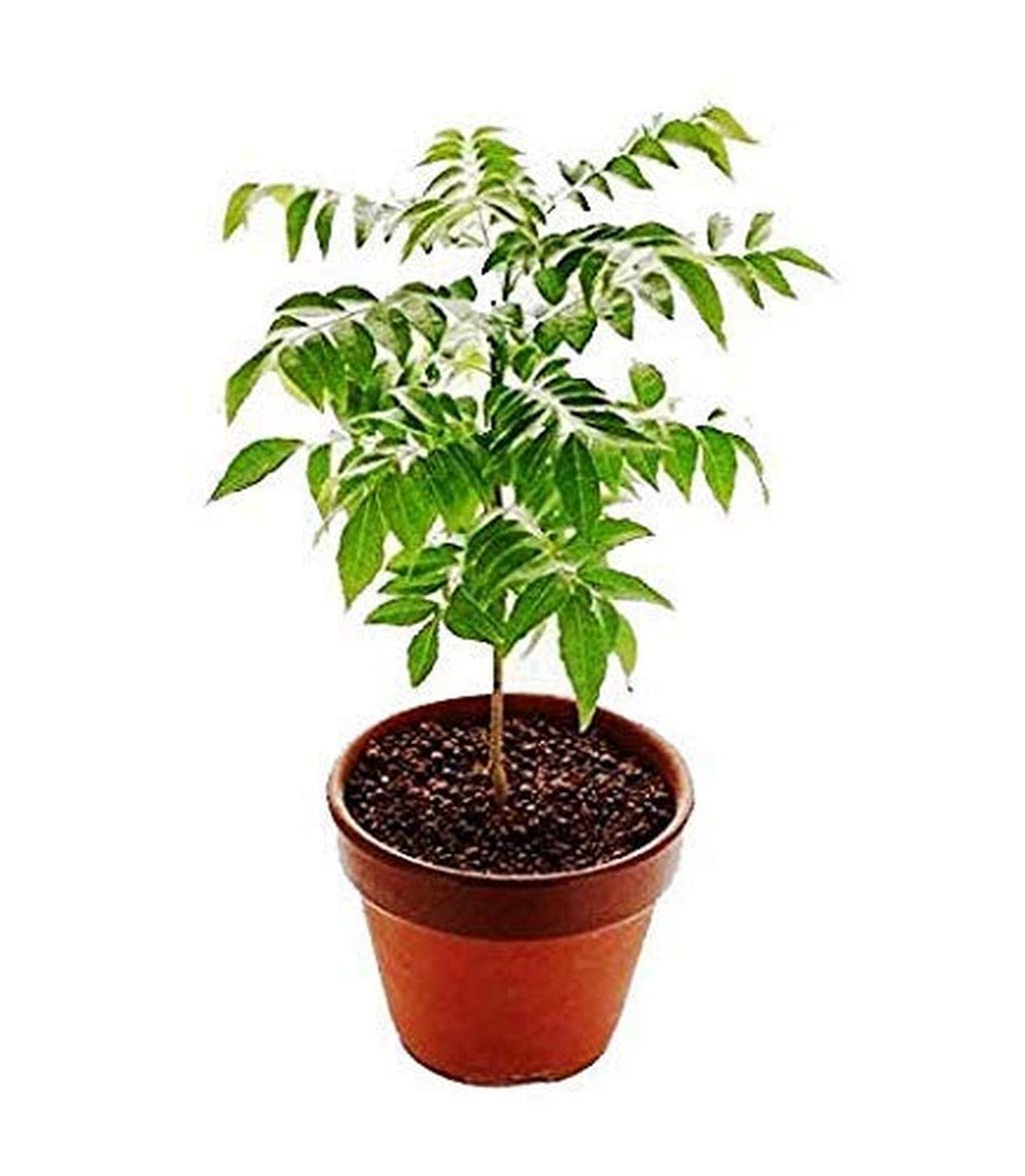 Live Herbal Plant Curry Vepila Small Tree Rare Exotic Plants Garden Plant(1 Healthy Live Plant) A