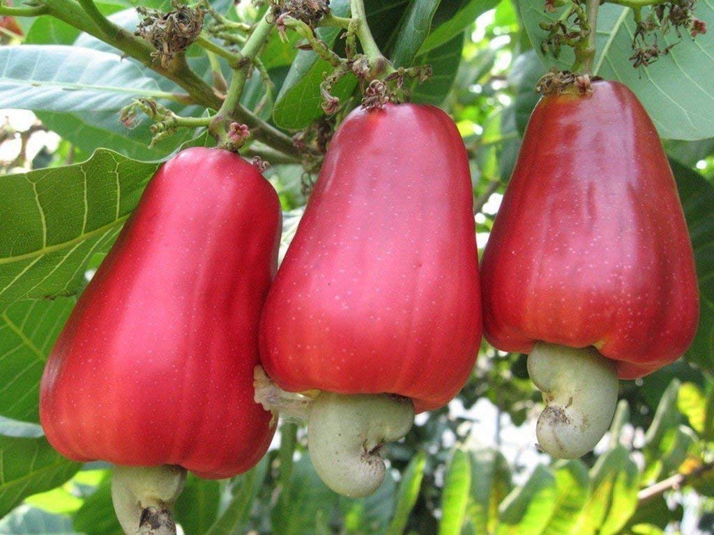 Live Plant Cashew Nut Hybrid Rare Anacardium Occidentale Tropical Exotic - Plants Garden Plant(1 Healthy Live Plant) A