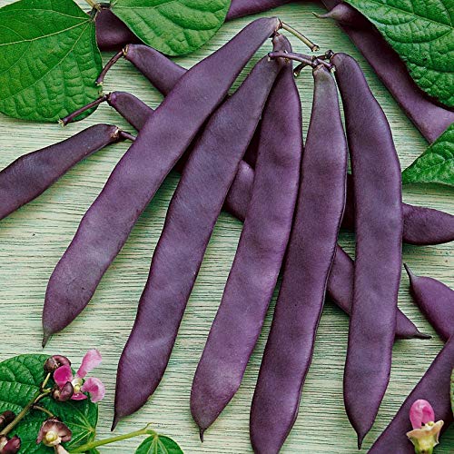 Beans purple  Seeds