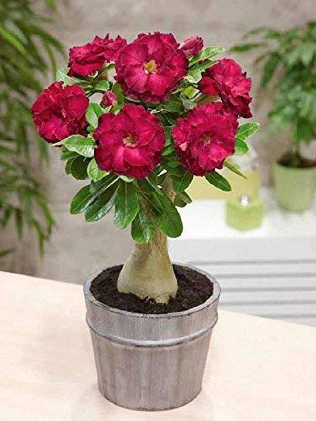 Bonsai Live Plant Desert Rose Flower Adenium Obesum Office Indoor (Desert Rose) Impala Lily (1 Live Bonsai Plant) (PLANT-93-ADENIUM857ll@)