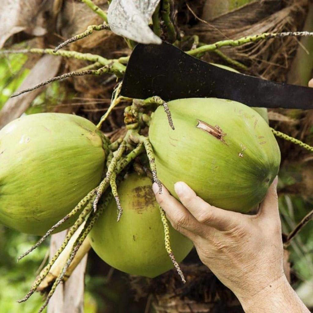 coconut palm seeds Coconut Tree Seeds Garden Courtyard Fruit Live Plant C – creativefarmer