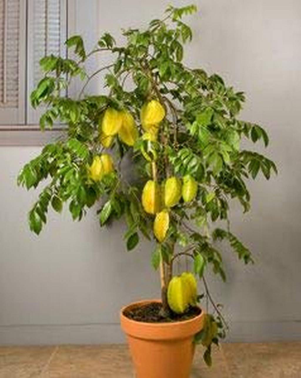 Live Plant Star Fruit Rare - (Averrhoa Carambola) 1 Healthy For Balcony Garden Plant(1 Healthy Live Plant) E