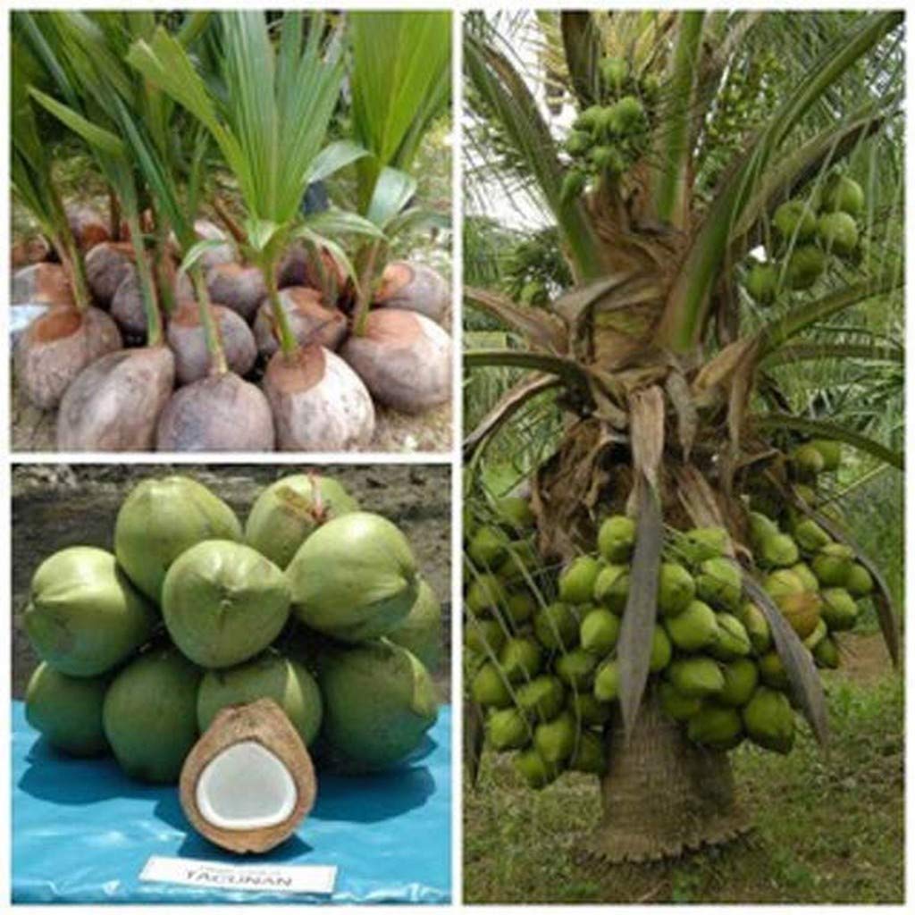 Coconut Hybrid Kuttiadi Coconut For Outdoor Garden (1 Healthy Plant) Container Dwarf Great Exotic Live Garden Tree)