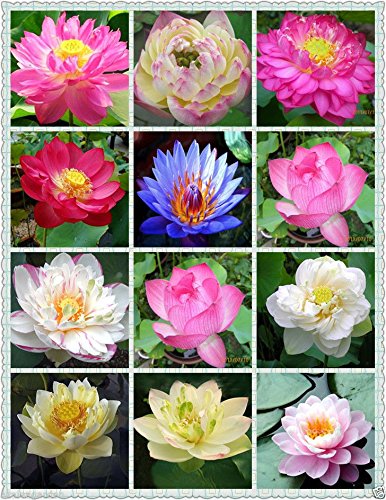 Lotus Flower Mixed Colour Seeds (Pack of 15 Seeds)