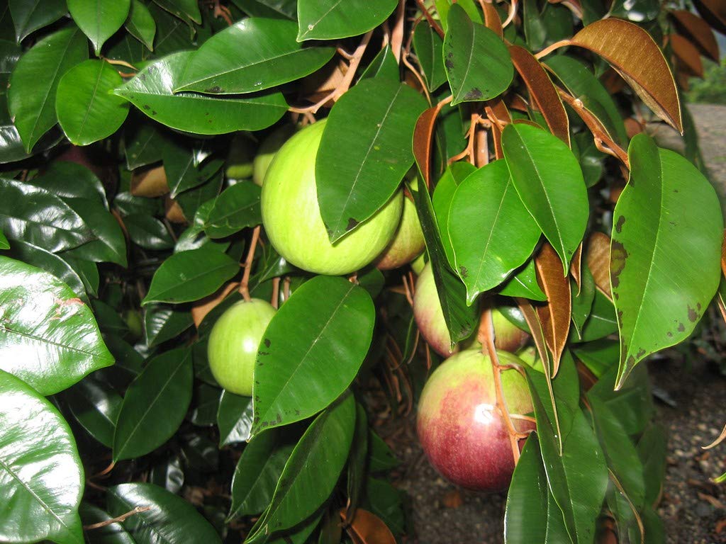 Exotic Fruit Plants Live Star Apple (Chrysophyllum Cainito) Golden Leaf Tree Oval Shaped Garden Plant (1 Healthy Live Plant)