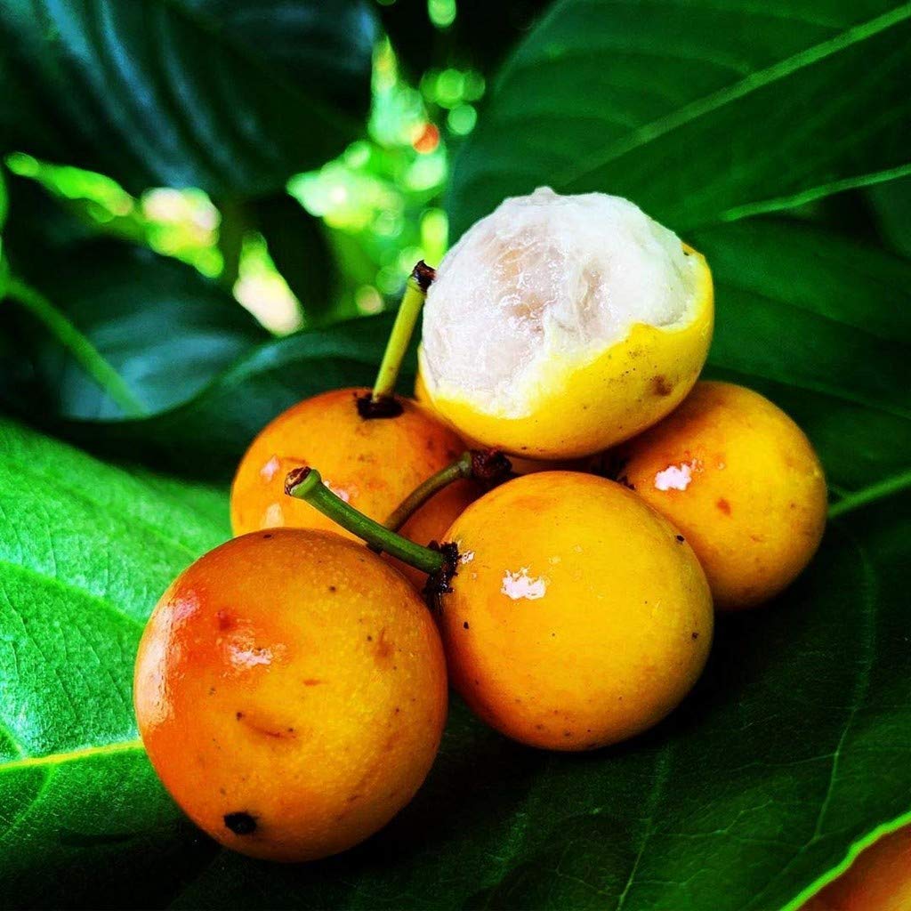 Baraba Fruit Lemon Drop Mangosteen Aromatic Plant Garden Plant(1 Healthy Live Plant) (PLANT-34-BARABA27ll@)