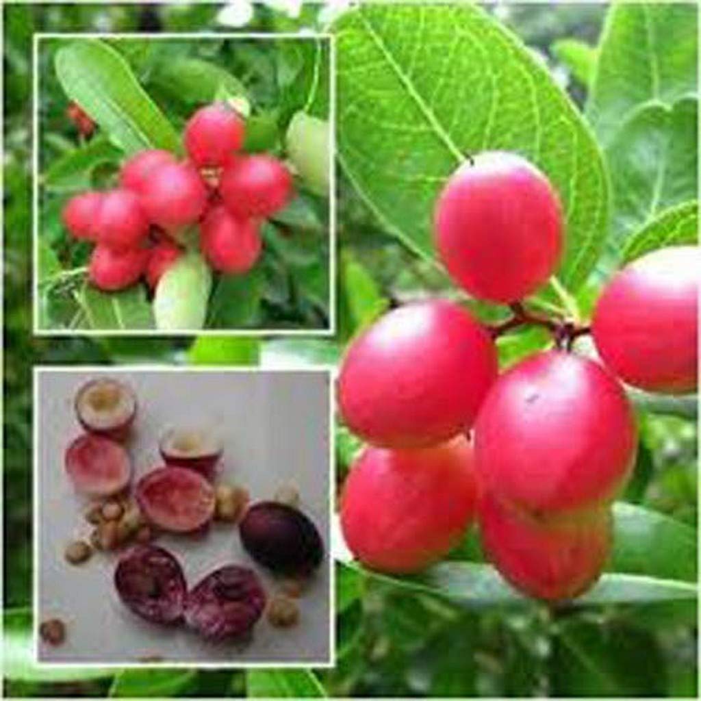 Live Plant Jam Cherry (Bakery Cherry) Koromcha For Roof Top Garden Plant(1 Healthy Live Plant)