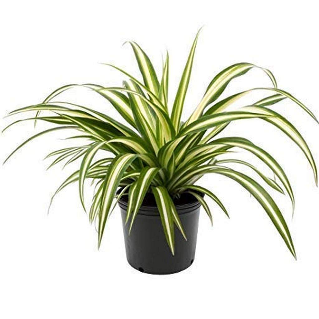 Plant Indoor Chlorophytum Comosum C Comosum Variegatum Pot Suitable Evergreen Garden Plant(1 Healthy Live Plant) (PLANT-32-SPIDER8ll@)