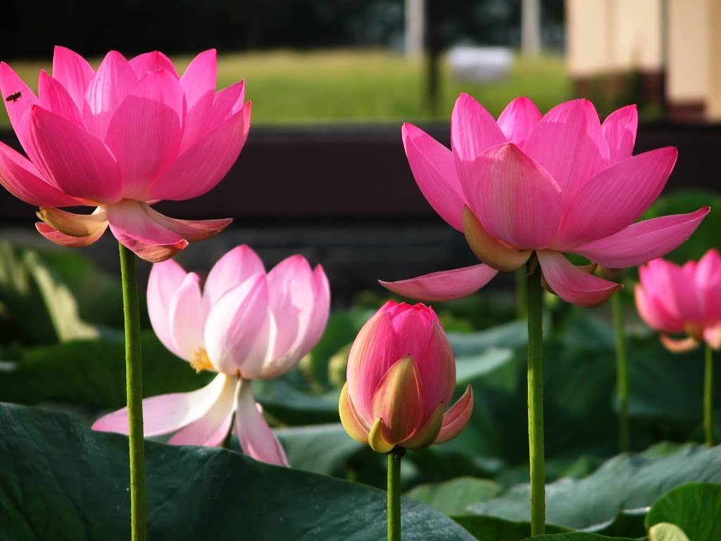 Creative Farmer Aquatic Plants Bowl Lotus Live Plant (Healthy Plant)