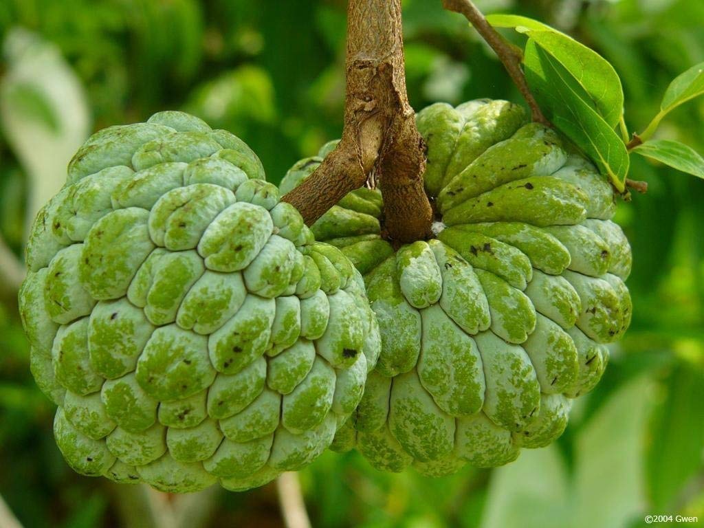 Live Plant Sita Phal - Custard Apple Great Taste (Aatha Chakka) Exotic (1 Healthy Live Fruit Plant)